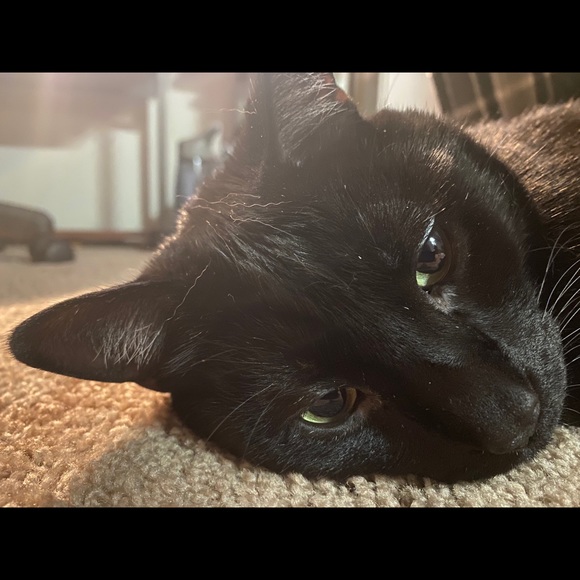 Meet your Posher, Michael - Picture 1 of 1